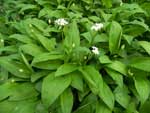 plants