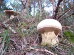 mushrooms