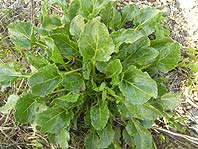 seabeet