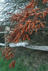 Sea buckthorn berries