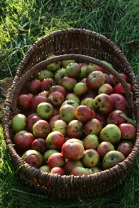 Wild apples