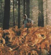 This is The Blean in Kent . 11 square miles of mushroom-hunters' paradise, its acid soils and open canopy providing the perfect habitat for a range of edible fungi, particularly the winter chanterelle whose brown caps are camouflaged by the forest's thick, leafy carpet. "In November I lie awake dreaming of mushrooms. I just have to get out there and start the chase," he says. 