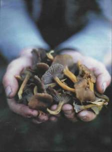 a handful of winter chanterelles. Photograph by Jonathan Gregson